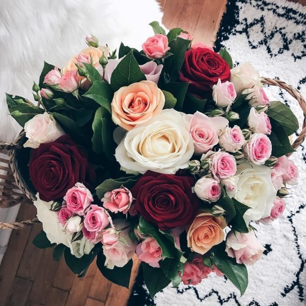 роза луллаби