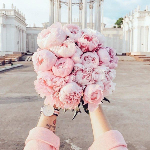 нежные пионы