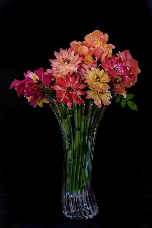 георгины фотонатюрморты