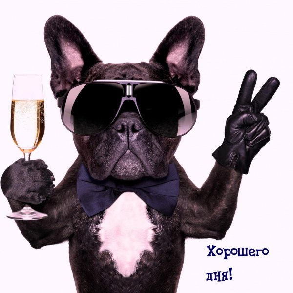 крутая собака