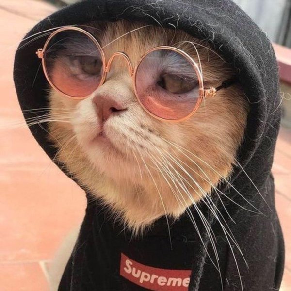 котик в очках