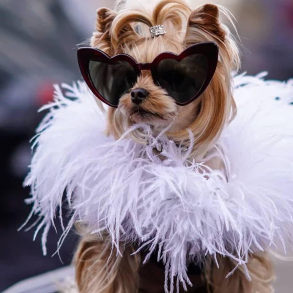 гламурные собачки