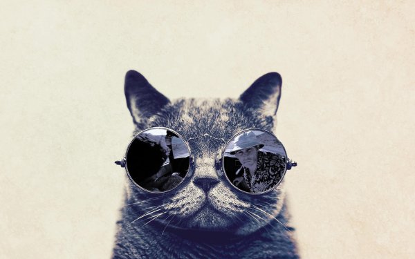 крутые коты