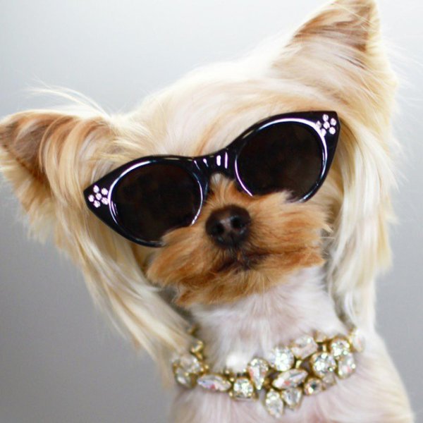 красивая собачка