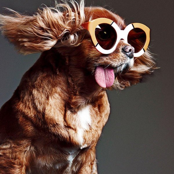 крутая собака