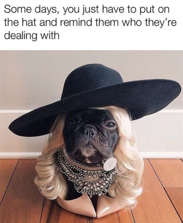 смешной французский бульдог