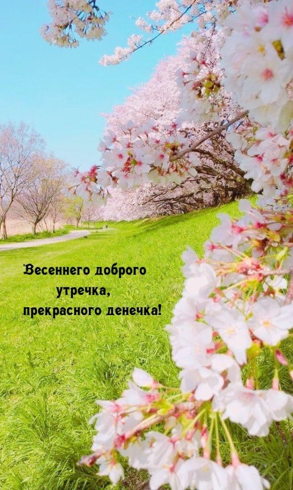 весенняя ветка