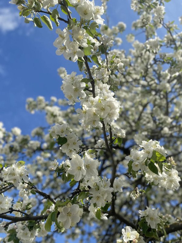 майский цветущий яблоневый сад