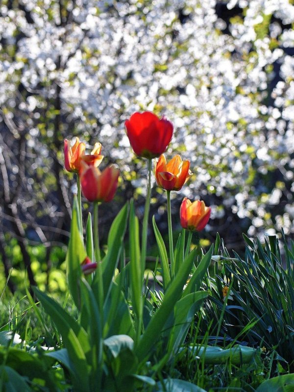 весенние цветы