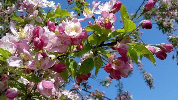 apple blossom