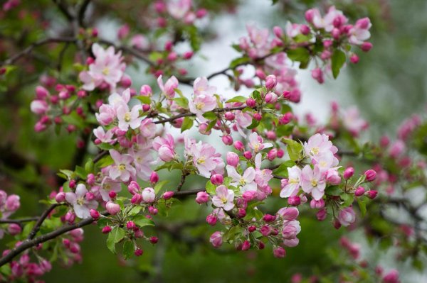 май природа