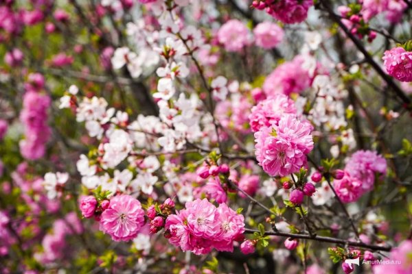 миндаль трехлопастный луизеания