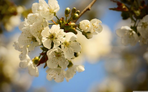 цветки вишни