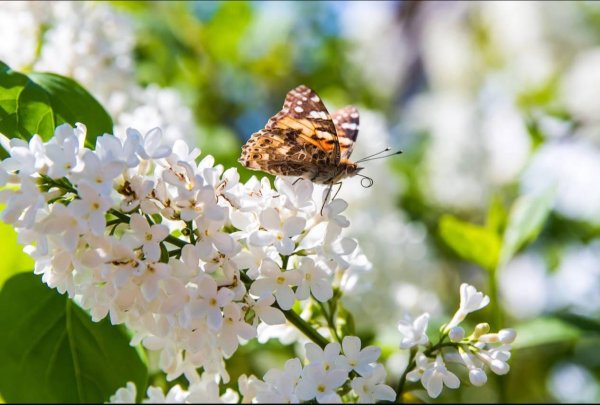 бабочка бабочка