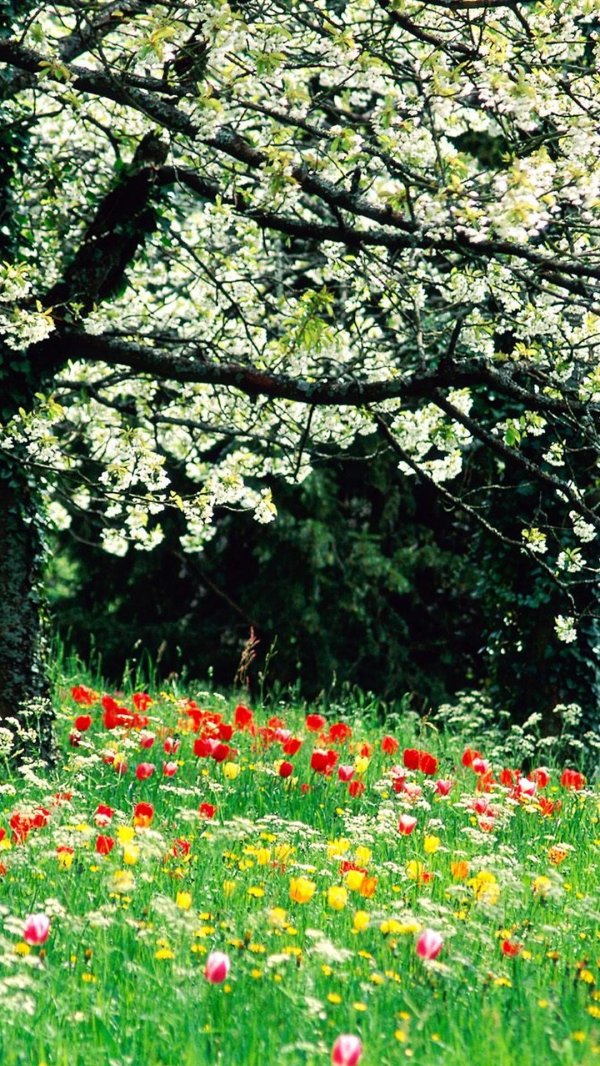 весенние сады