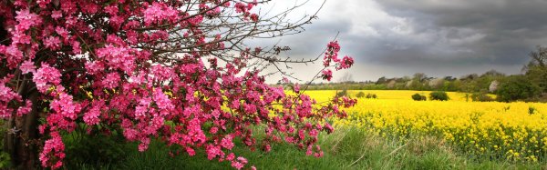 цветок весенний