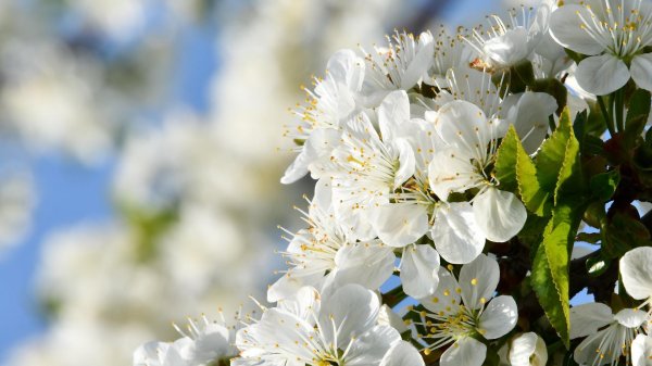 майские цветы