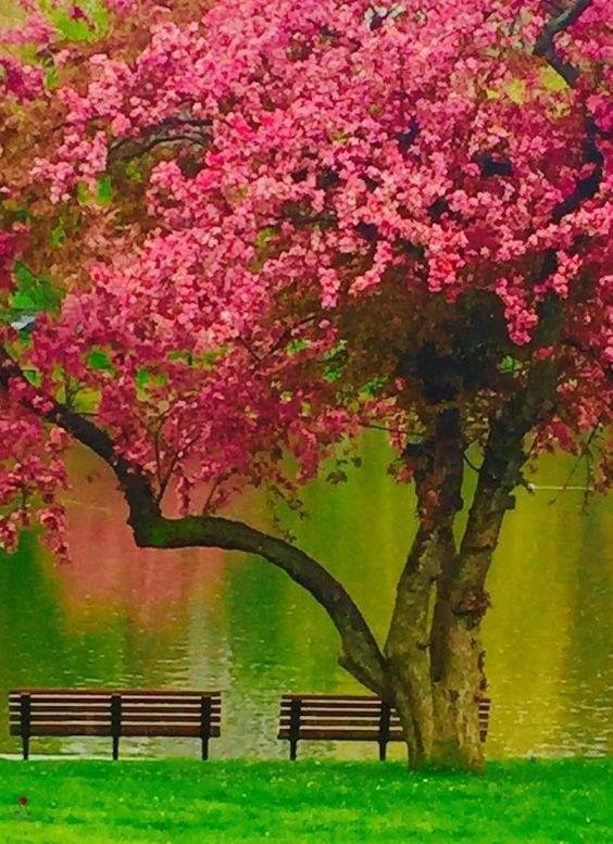 пейзаж с цветущими деревьями