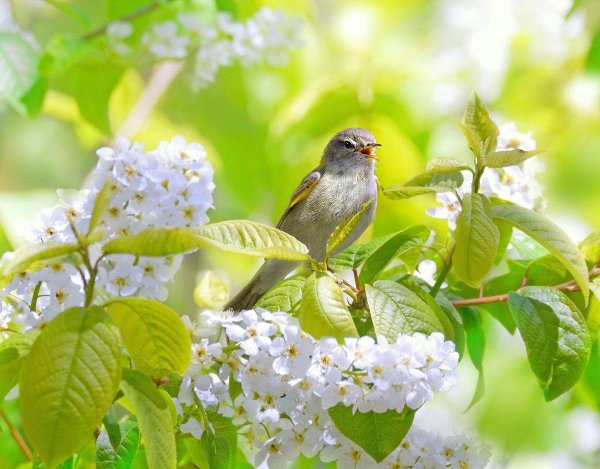 пеночка весничка
