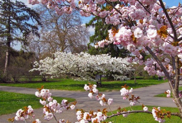 весенние сады