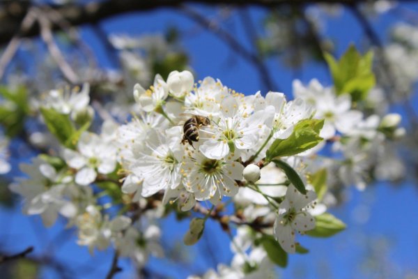 цветет вишня