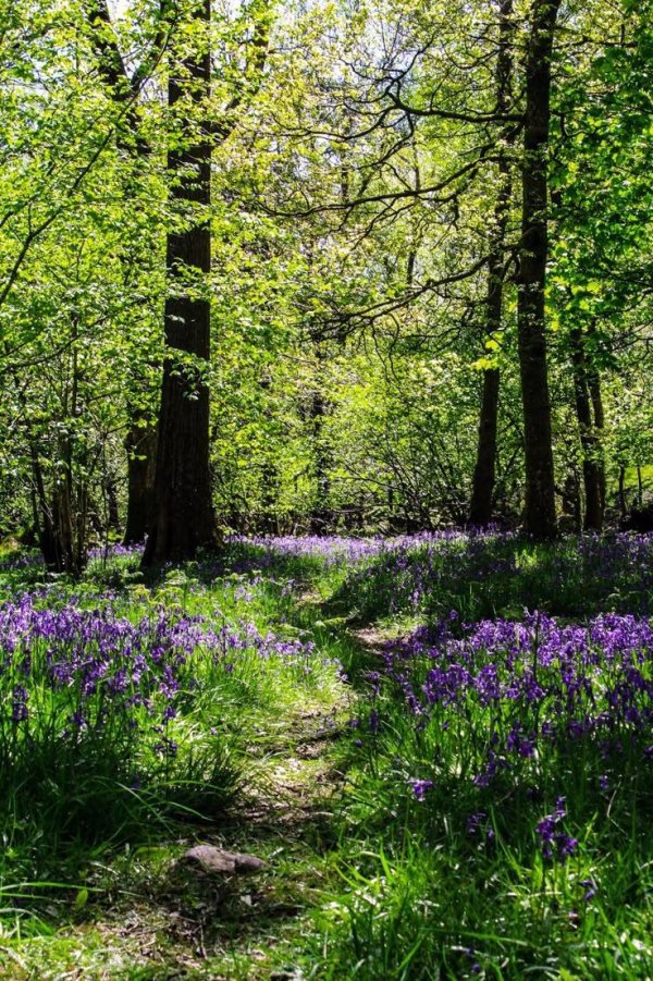 весенний лес