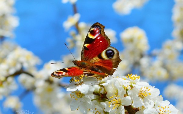 бабочка бабочка