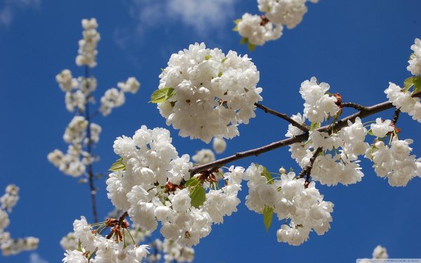 сакура белая махровая