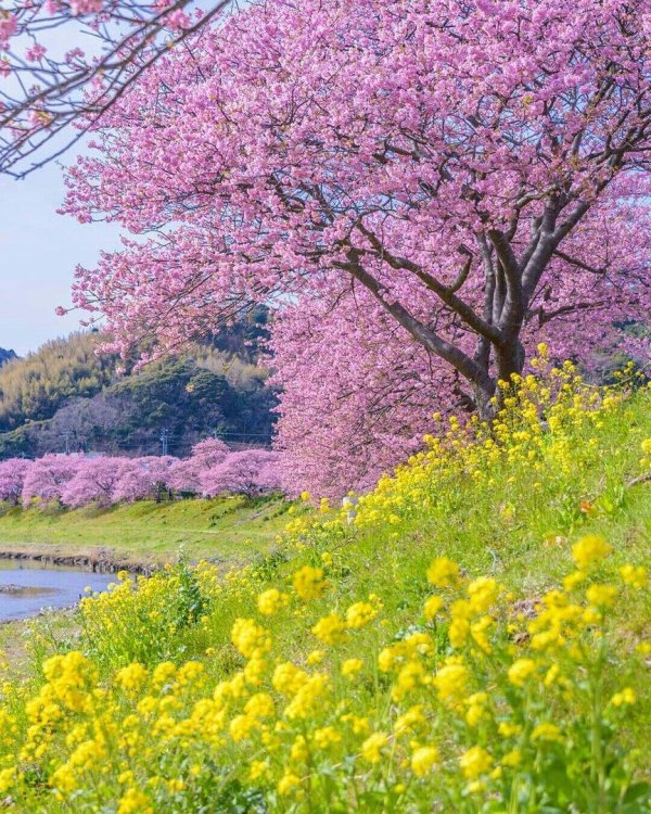 sakura cherry blossom