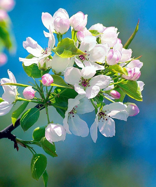 ветка яблони  яблоневая ветка