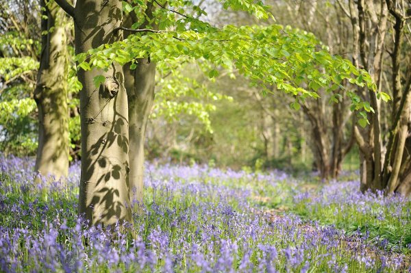 весенний лес