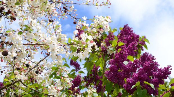 черёмуха сирень