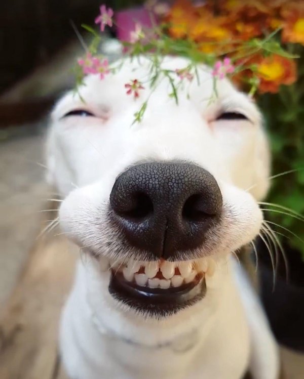 улыбающийся пес