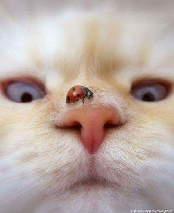 нос котенка