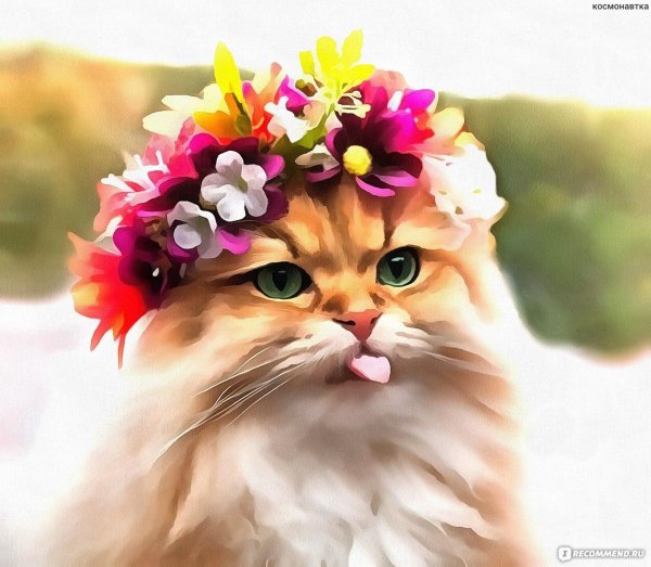 котик в цветах