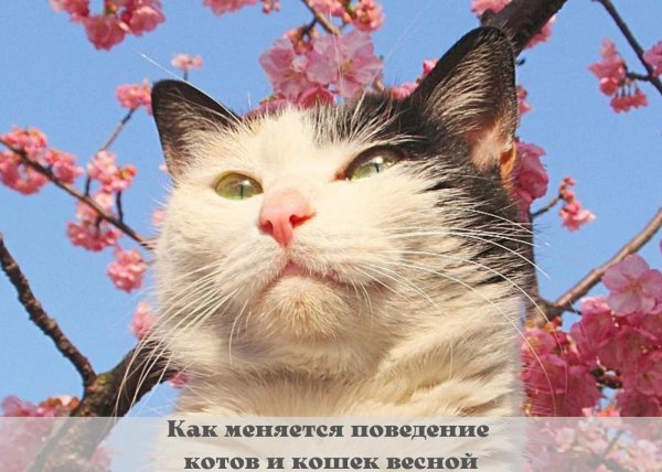 кошки весной