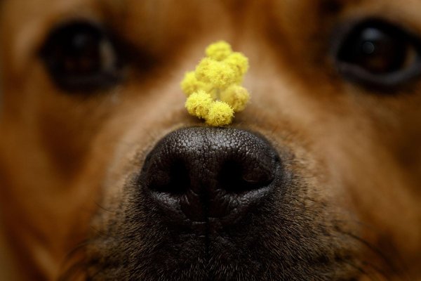 мимоза макро