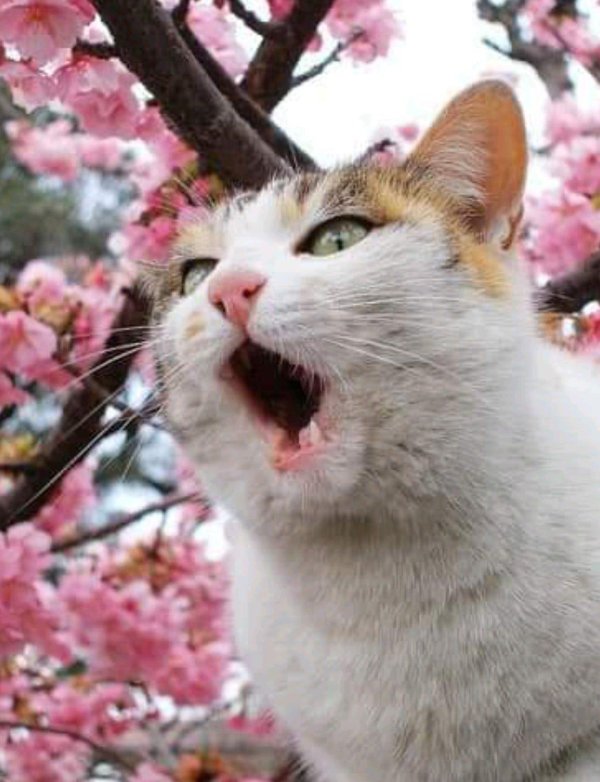 весенние котики