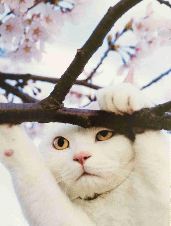 весенняя кошка