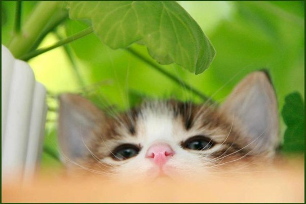милые котенок