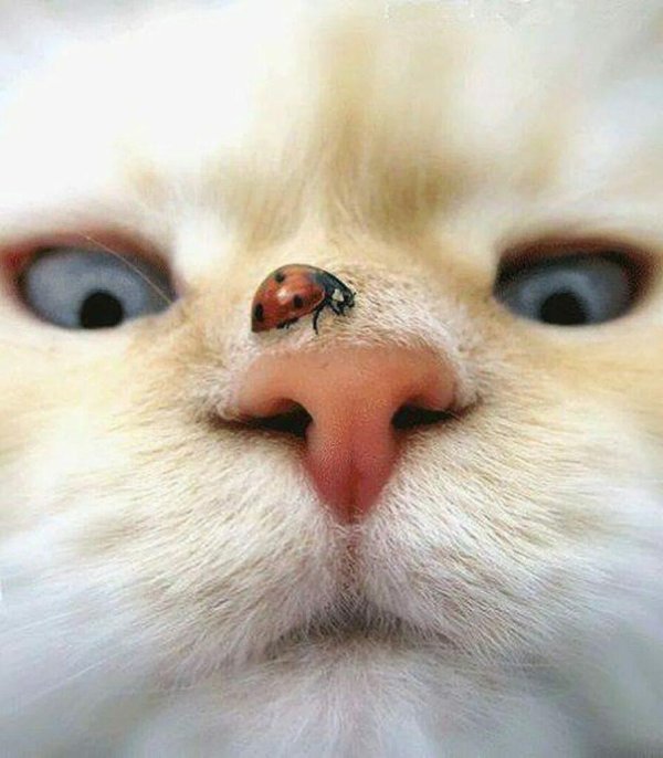 нос котенка