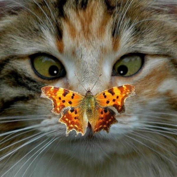 бабочка углокрыльница