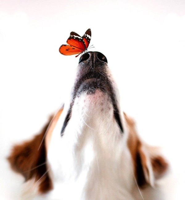 бабочки приносящие счастье