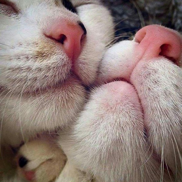 носики котиков