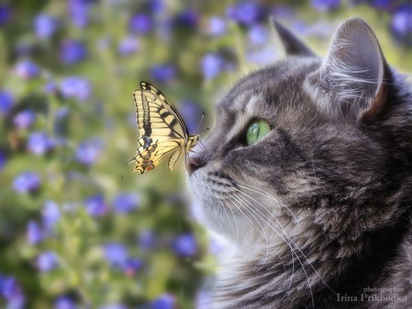 котик бабочка