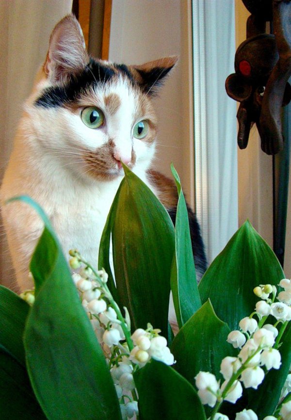 ландыши майские