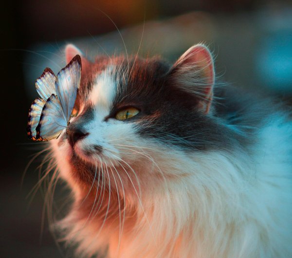 кот бабочка
