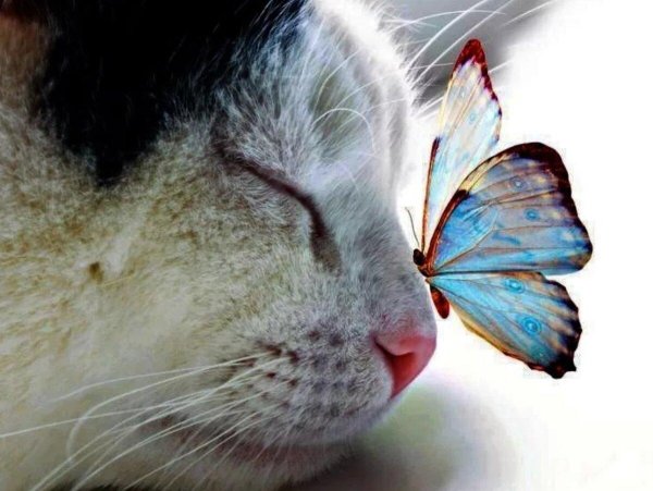 котик бабочка