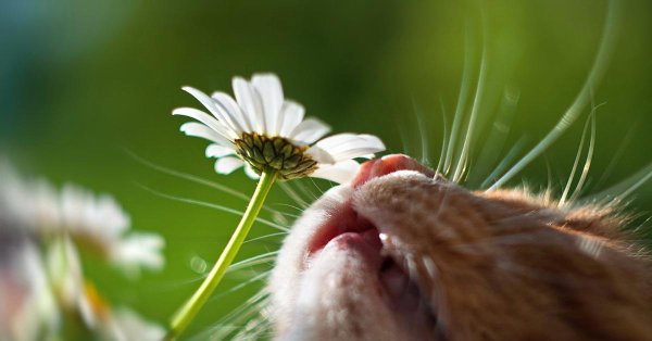 лето животные