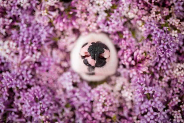 среди цветов